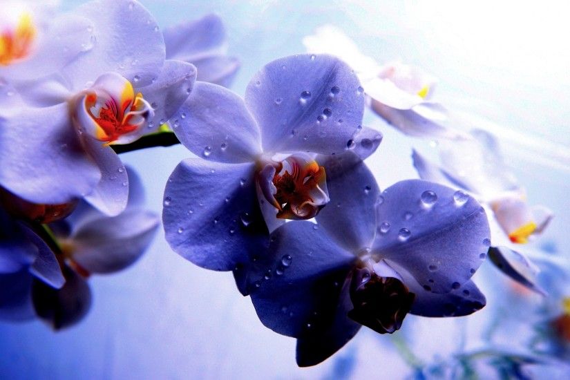 Beautiful Blue Orchids Wallpaper