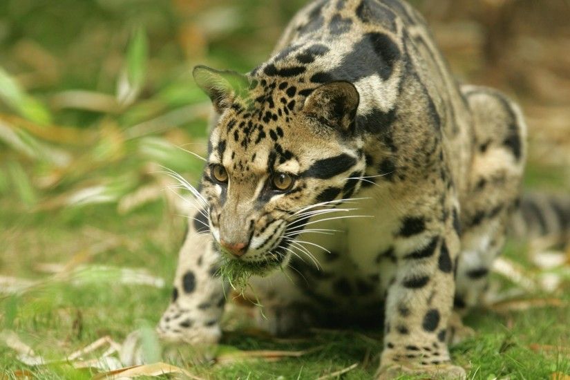 Clouded Leopards images Clouded Leopard HD wallpaper and background photos