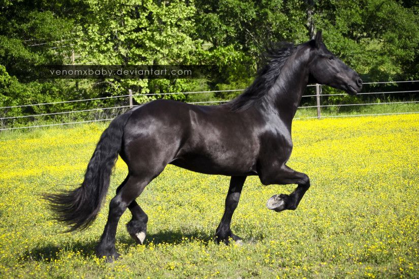 black friesian horse 1 by venomxbaby