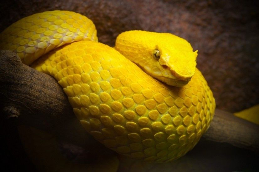 Yellow Snake Wallpaper