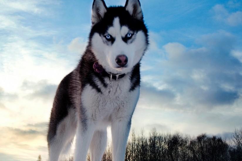 Preview wallpaper husky, dog, hill, snow 2048x2048