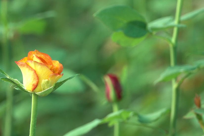 Orange Yellow Rose Bud 4K Nature Footage Bokeh Background Stock Video  Footage - VideoBlocks
