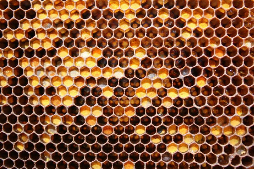 #402511239 Beehive Wallpaper for PC, Mobile