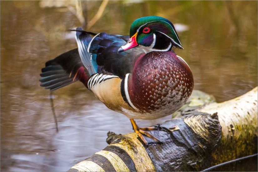 free screensaver wallpapers for wood duck