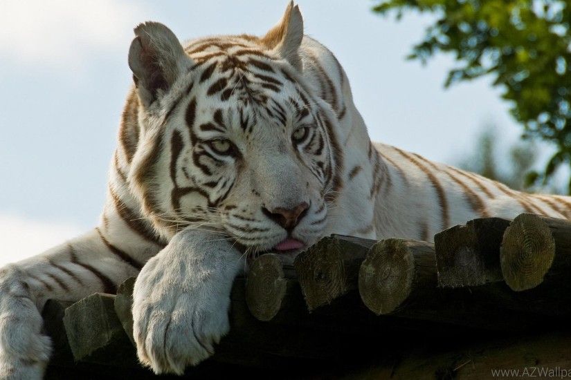 ... Tiger HD Wallpapers For Desktop Collection Â· white ...