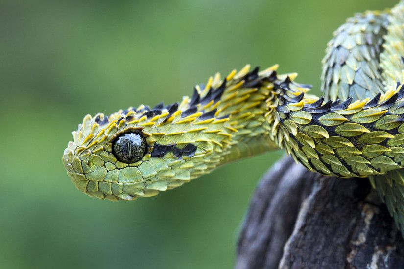 Animal - Viper Snake Wallpaper
