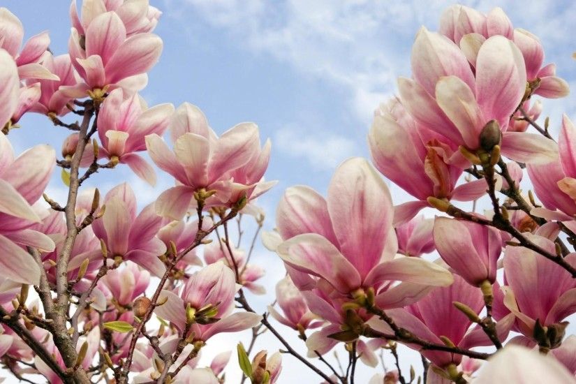 7. magnolia-flower-wallpaper7-600x338