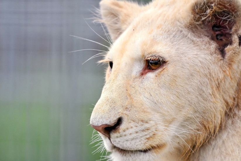 3840x2160 Wallpaper lion, albino, face, big cat, predator