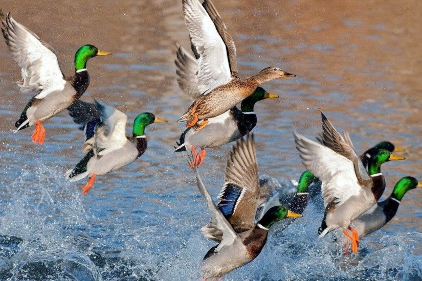 208 Duck Wallpapers | Duck Backgrounds Page 2