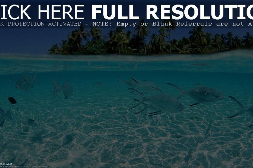 Beautiful Fish HD Wallpapers Free Download Tropical Fish Wallpaper #6965209  ...