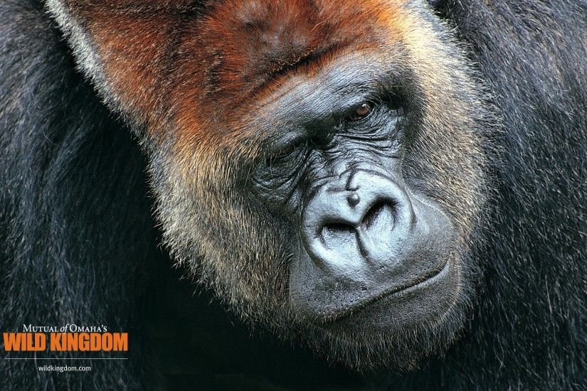 Bild: Gorilla wallpapers and stock photos. Â«