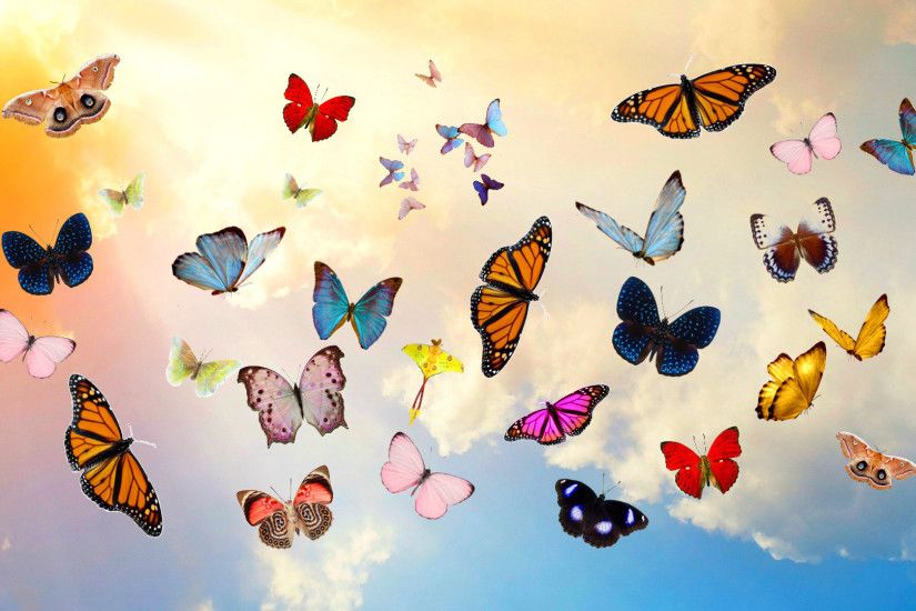 Preview wallpaper butterfly, sky, collage, photoshop 1920x1080