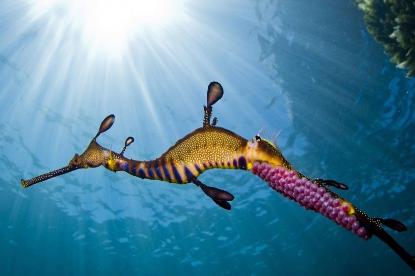 Amazing, Seahorse, Full, Screen, High, Resolution, Wallpaper, Photos,  Downloafree, Free Wallpapers, Amazing, Colorful, 1920Ã1200 Wallpaper HD