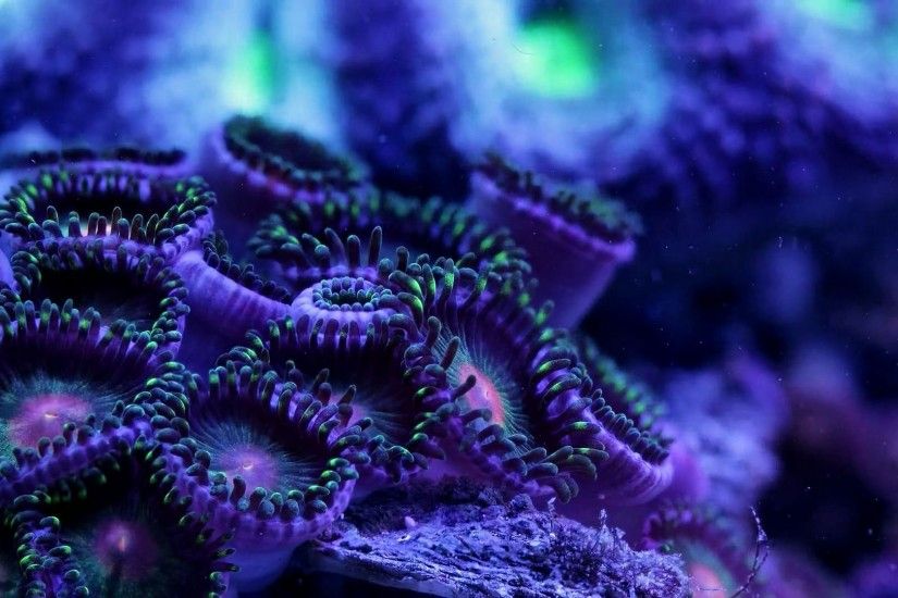 Artwork Sea Art Life Underwater Sealife Psychedelic Ocean Coral Koi Fish  Tattoos Pic