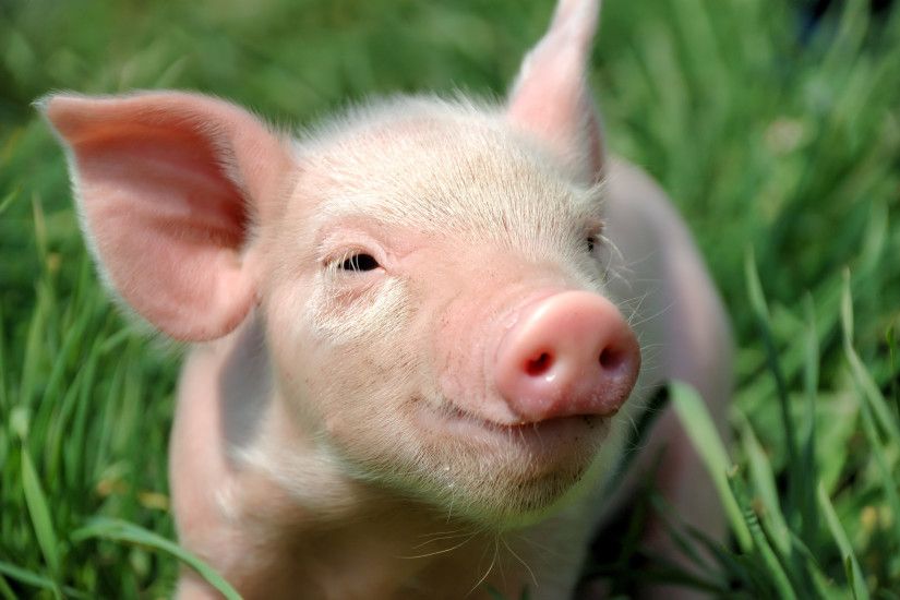 Pigs images HD wallpaper and background photos