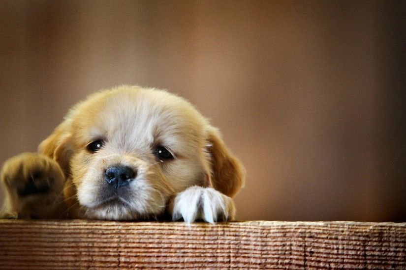 Cute Baby Dog Desktop Wallpapers