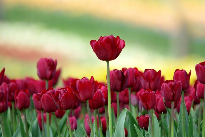 red tulip flowers hd wallpapers backgrounds Wallpaper HD