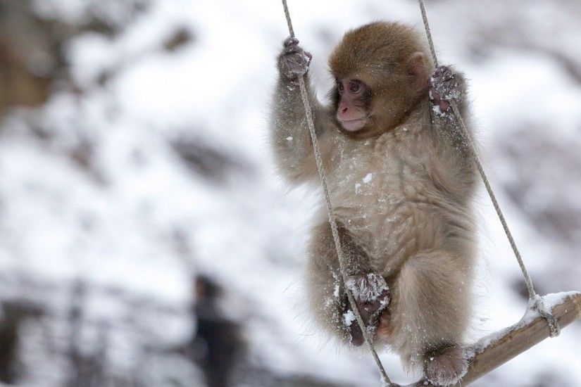monkey, swing, little