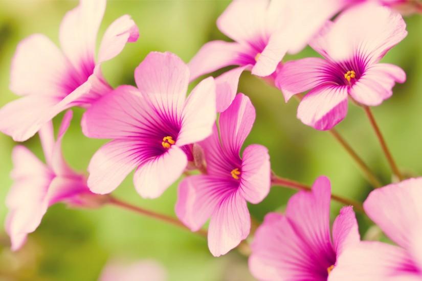 free wallpaper of flowers: pretty Purple Verbena in the background of .