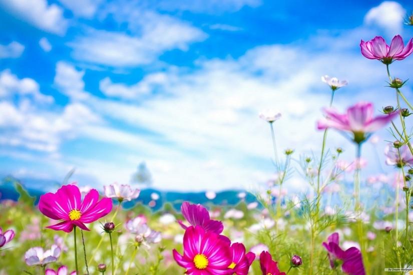 download free spring backgrounds 1920x1200 for iphone 5s