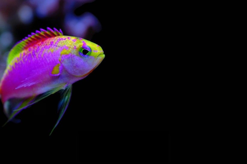 Animals 1920x1080 Full HD Wallpapers - 1080p Wallpapers | ... Fish  Underwater Cartelthemes Wallpaper