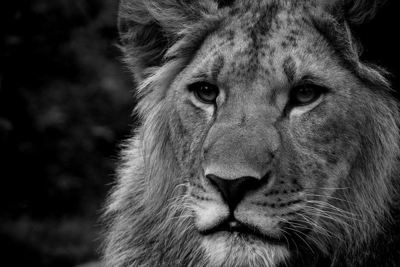 2560x1600 Male lion Wallpapers