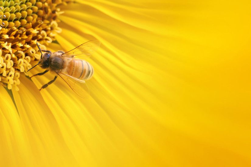 Bee Wallpaper HD 20992