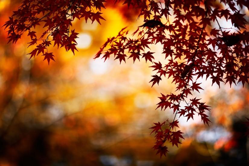 Autumn Leaves Wallpaper High Quality