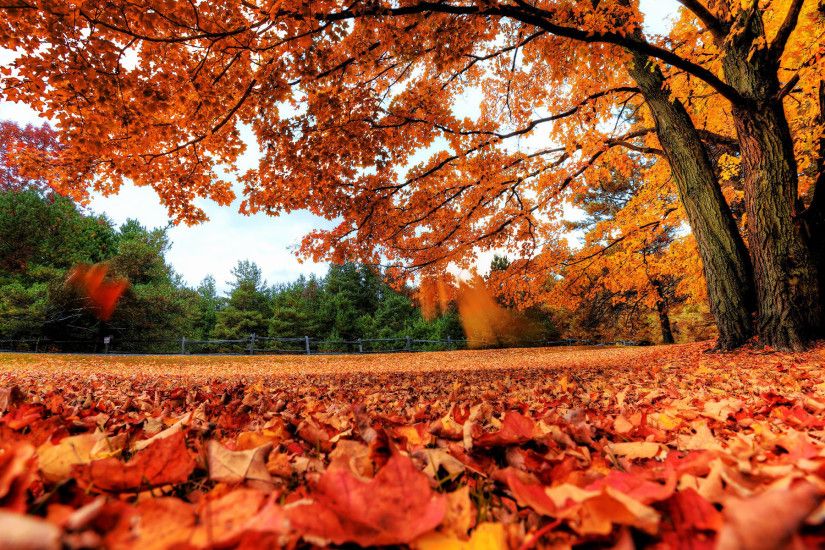 Fall Leaves Desktop Wallpapers.