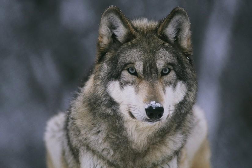 large wolf background 2880x1800