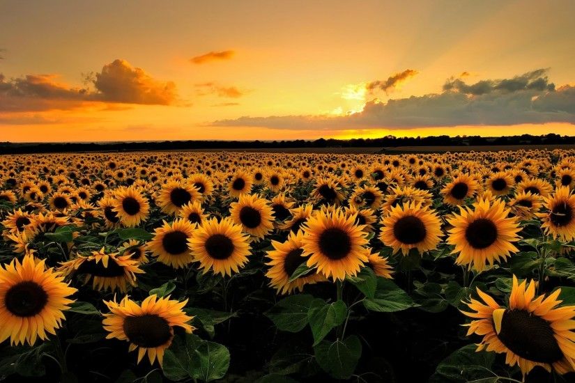 Sunflowers Field HD Desktop Wallpaper | HD Desktop Wallpaper