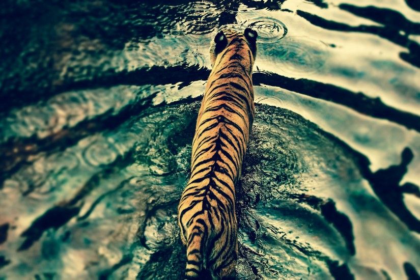 nature, Water, Tiger, Rain Wallpapers HD / Desktop and Mobile Backgrounds
