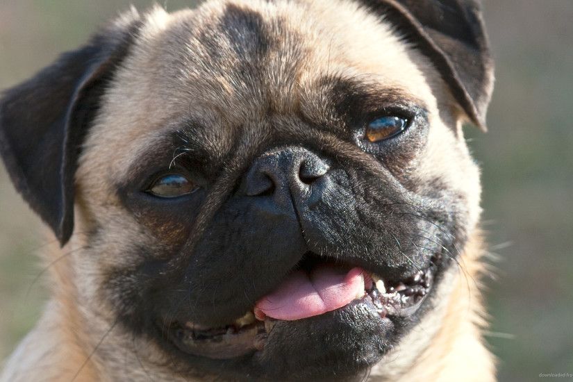 Smiling Pug for 1920x1080