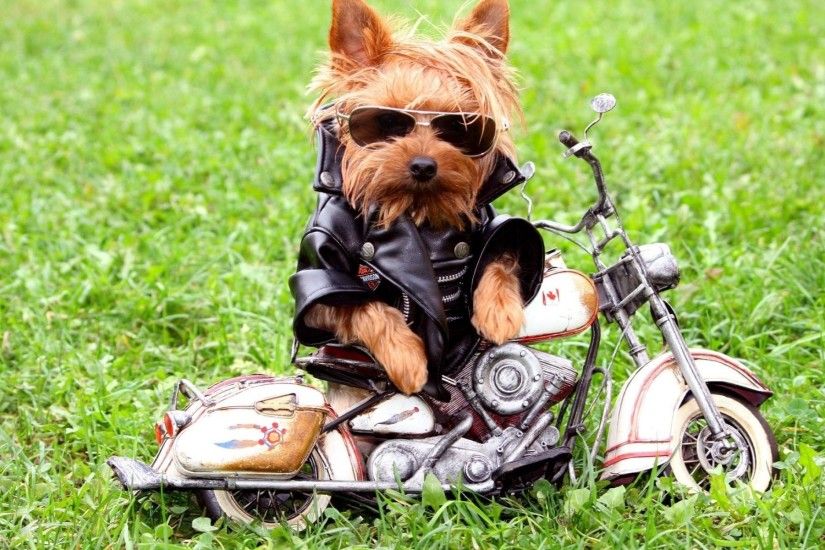 Cute Cool Wallpapers – cute style cool stylish dog little biker backgrounds