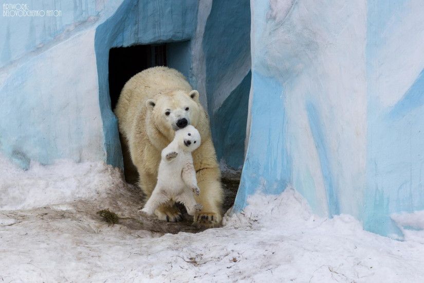 baby-polar-bear-wallpaper