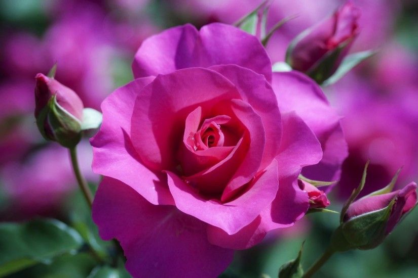 Rose-Flower-Wallpaper-HD-images