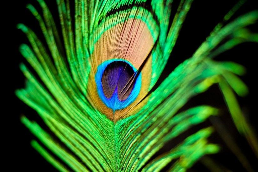 wallpaper.wiki-HD-Peacock-Feathers-Photo-PIC-WPE007091