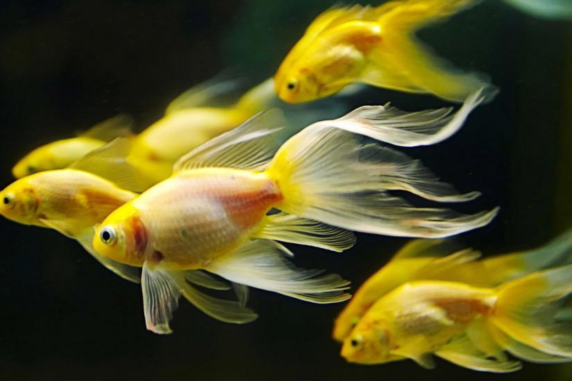 Macro Small Yellow Fish in Aquarium Wallpaper.