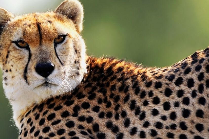 pictures cheetah wallpapers hd hd wallpapers amazing cool desktop wallpapers  for windows mac tablet download free 1920Ã1080 Wallpaper HD