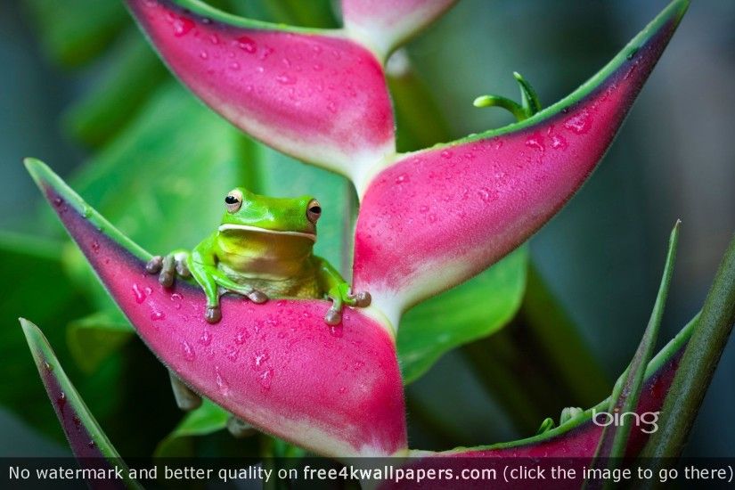 Best frog 4K or HD wallpapers for your PC, Mac or Mobile Device