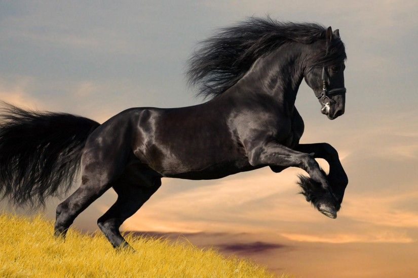 Black Horses, Black Horse Wallpapers for Desktop Black Horse Wallpaper for  Desktop Amazing Black Horse Black Horses Background Animal.