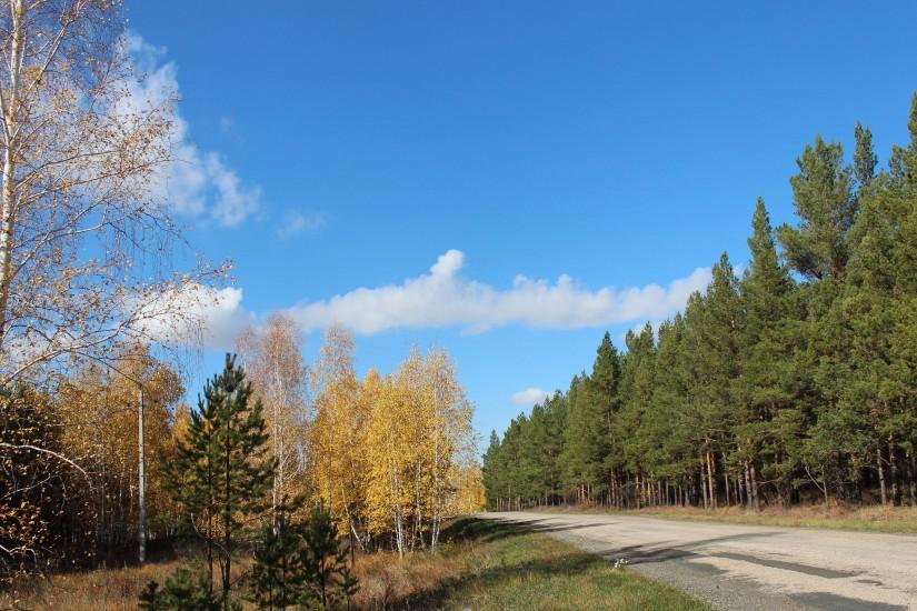Autumn birch trees on the road side wallpaper