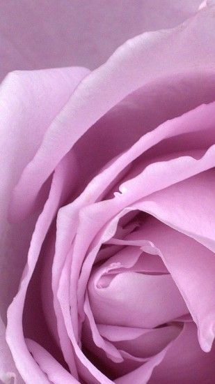 1080x1920 Wallpaper rose, petals, flower, bud, light