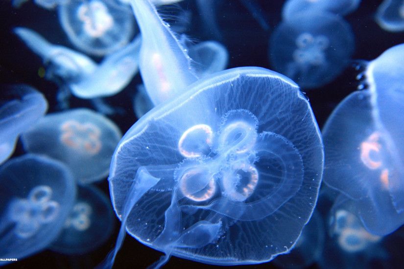 Photo Collection Moon Jellyfish Wallpapers Hd