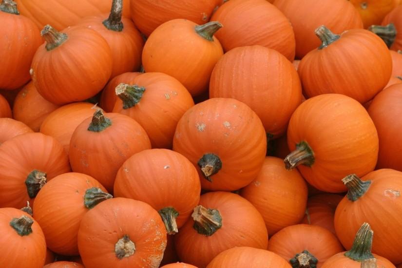 Pumpkin wallpapers and images - wallpapers, pictures, photos