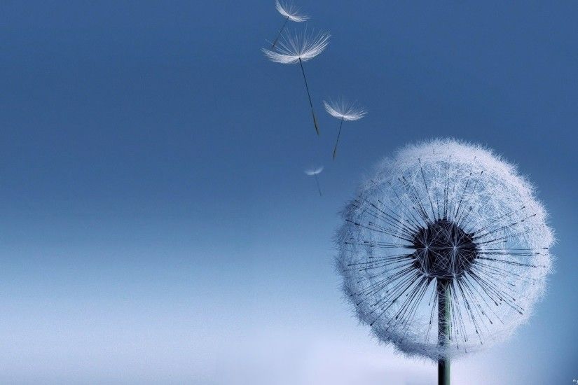 Dandelion Flowers Wallpapers HD Pictures