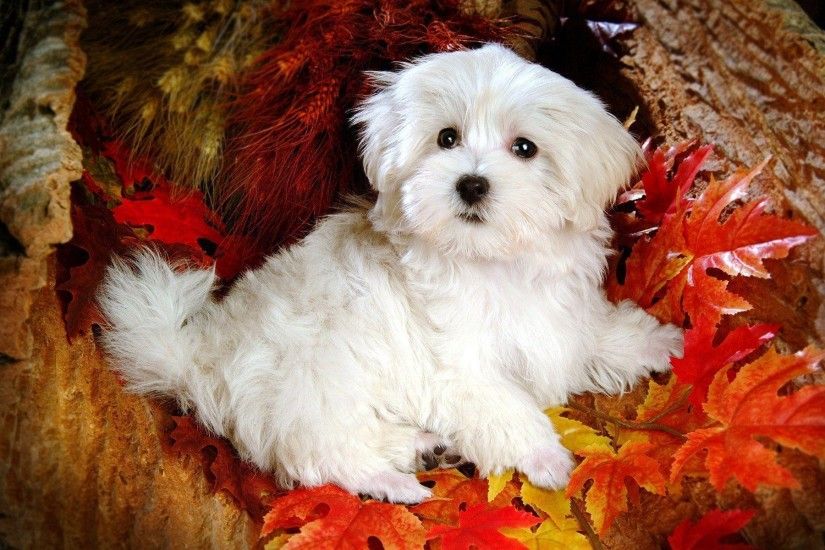 Cute Dog Wallpaper | Cute Puppy Dog Image | Cool Wallpapers