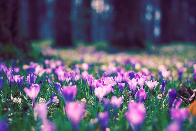 Spring Flowers Desktop Backgrounds - Flowers Ideas Spring background free  download | PixelsTalk.