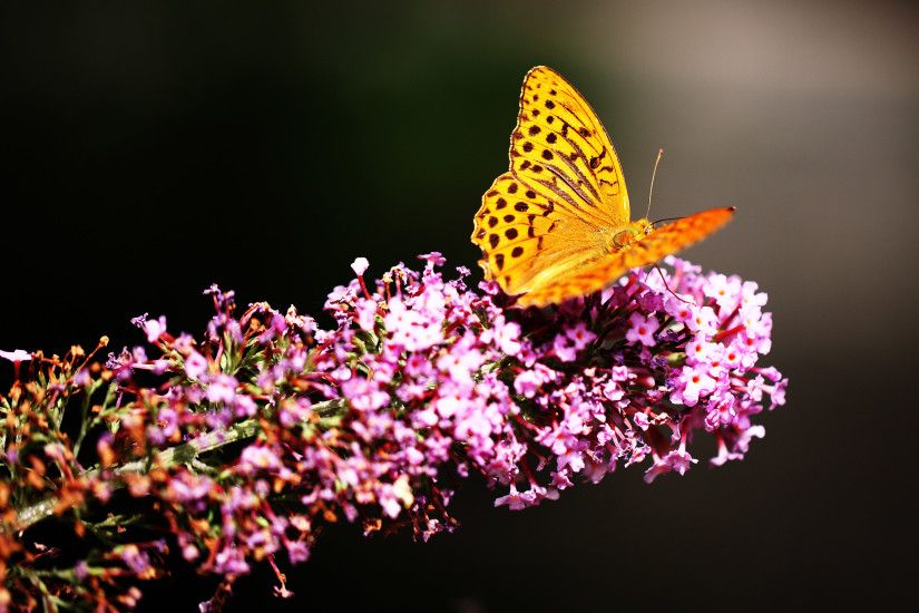 Beautiful Butterfly 4k