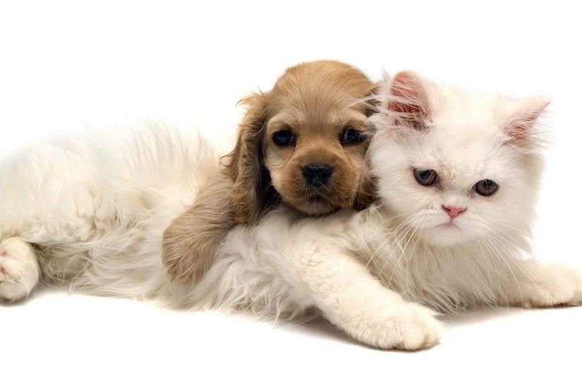 Adorable Cat and Dog Wallpaper | Wallpapers Green Cat Cute And Dog Jpg  1920x1080 | #